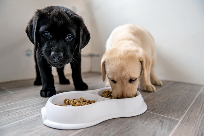 10 อันดับ อาหารลูกสุนัข 3 เดือน ยี่ห้อไหนดี ปี 2023 รวมแบบเม็ด นมแพะ นมผง |  Mybest
