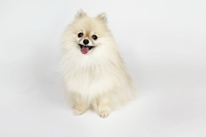 เลือกร้านขายอุปกรณ์สุนัขที่มีสินค้าครอบคลุมสำหรับสุนัขทุกวัย ทุกสายพันธุ์ 